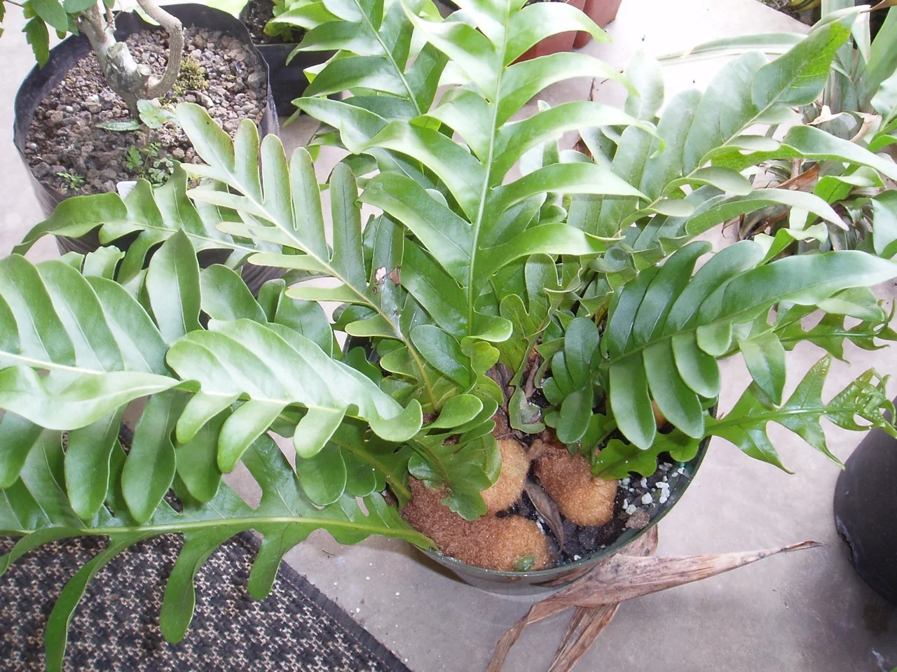 Aglaomorpha meyeniana — Vintage Green Farms with Tom Piergrossi